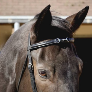 Bridon renoir t de t