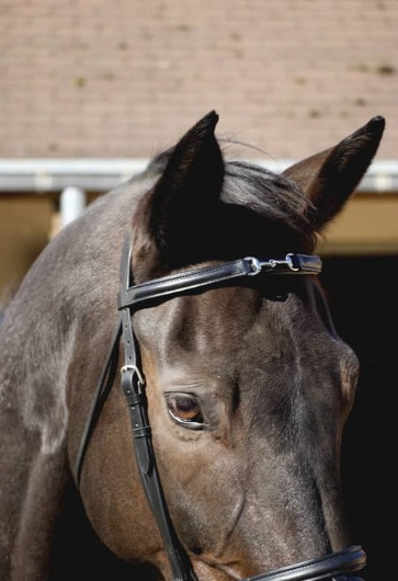 Bridon renoir t de t