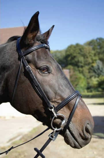 Bridon renoir t de t – Image 2