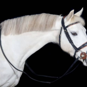 Bridon Matisse t de t