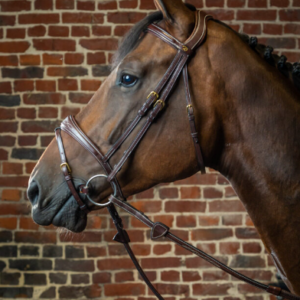 Bridon anatomic dyon