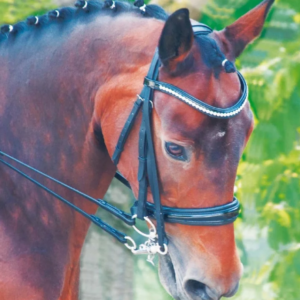 Bridon cezanne t de t