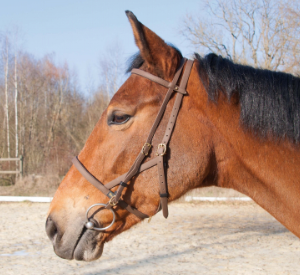 bridon biotac licol t de t