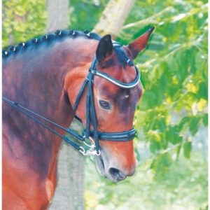 bride cezane dressage