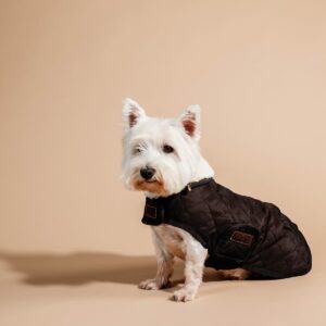 Manteau kentucky chien