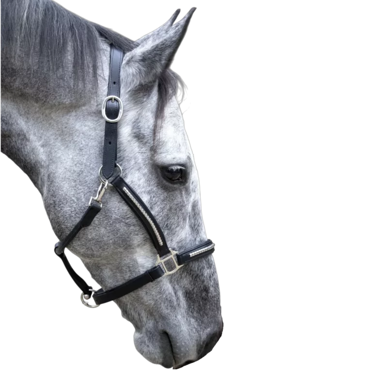 Taille de licol : poney, cob ou full, et comment bien le régler